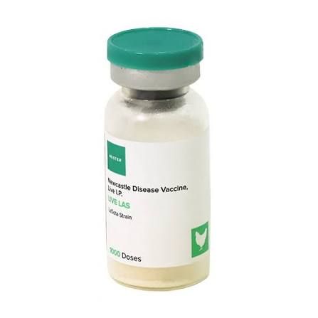 Newcastle (lasota) vaccine 1000 doses